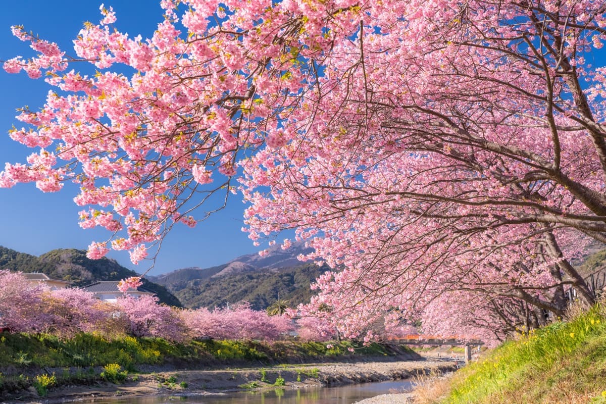 Kawazu-zakura Cherry Blossoms